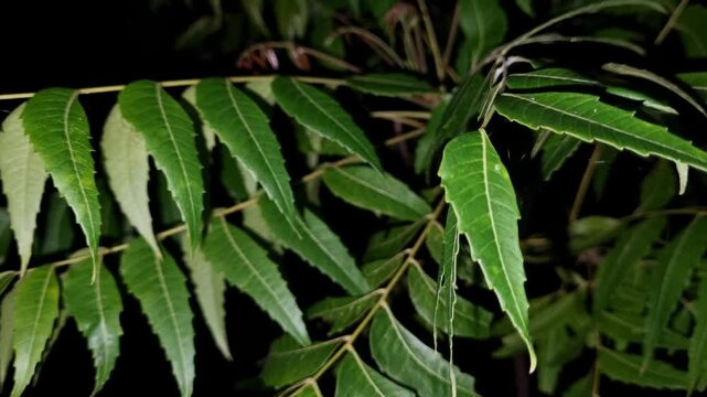 Azadirachta indica branches of neem tree leaves at night with black background. natural medicine