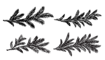 A fir branch set black on a white background hand drawn