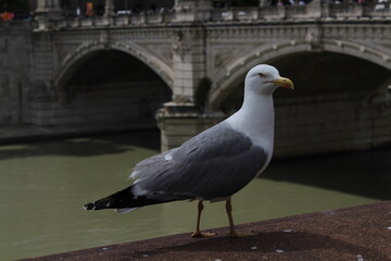Seagull portrait. Seagull standing on a bridge wall. Larus cachinnans