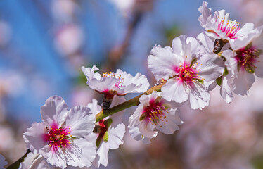 Pink flowers of the almond tree on branch
