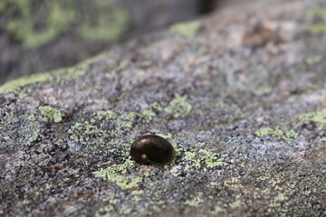 snail on a stone