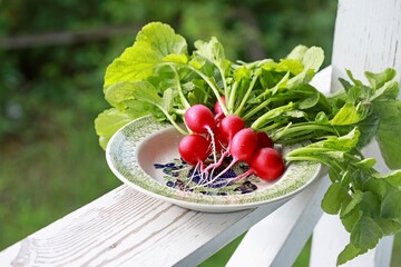 Fresh radishes on ceramic plate on the railing of the white veranda, outside. Selective focus. 
