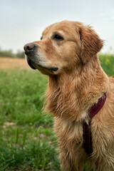  Vigilant Young Golden Retriever Scanning Horizon in Rural Landscape