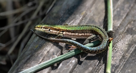A Green Common Wall Lizard (Podarcis Muralis)