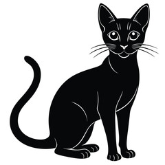 abyssinian cat vector