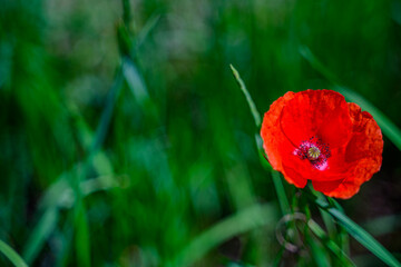 Vibrant red poppy flower blooming in a lush green field during bright daylight