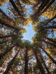 Beautiful Towering Trees Create a Stunning Frame Against the Clear Blue Sky During Late Afternoon Sunlight in a Peaceful Forest
