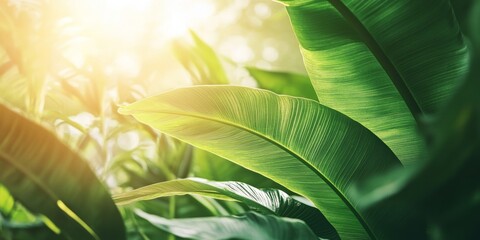 Lush Green Leaves Illuminated by Sunlight in a Tropical Landscape During the Early Morning