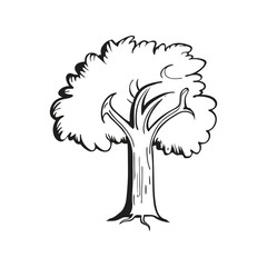Fototapeta premium Oak Tree Hand Drawn Doodle Vector Illustration – Nature Sketch, Forest Plant, Botanical Art, Vintage Design