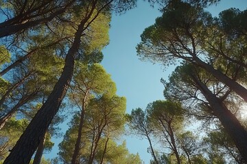 Obraz premium A wide-angle view of the forest canopy, showing tall trees with green leaves against a clear blue sky. The sunlight filters through the branches, creating dappled light and shadow