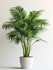 Fototapeta premium Lush, vibrant green areca palm, perfect indoor plant, vibrant, indoor jungle