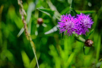 Vibrant purple flowers bloom amidst lush green foliage in a natural setting on a sunny day