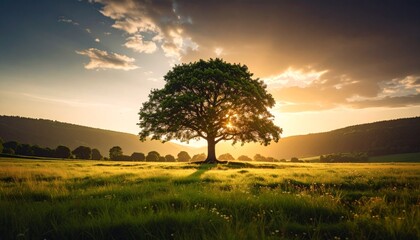 Fototapeta premium A stunning solitary tree stands in a vibrant green meadow, backlit by a breathtaking golden sunset. This image captures the serene beauty and grandeur of nature.
