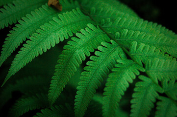A close-up of vibrant green fern leaves with intricate patterns, accented by a single dried brown leaf resting gently on top. The contrast highlights nature’s cycle of growth and decay.