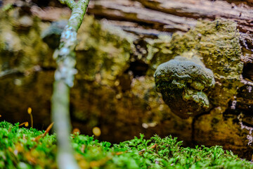 Close-up of a moss-covered log with unique fungi growing in a dense forest during midday sunlight