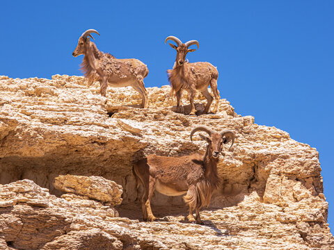 The group of Barbary sheep or Ammotragus lervia standing on the rock