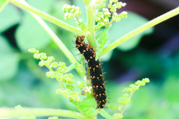 Caterpillars 3