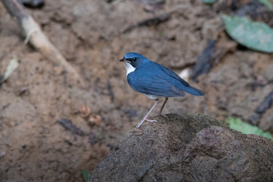 Siberian blue robin or Larvivora cyane seen in Karimganj, Assam, India