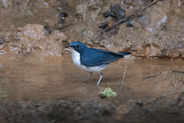 Siberian blue robin or Larvivora cyane seen in Karimganj, Assam, India