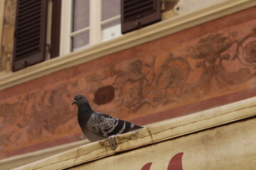 City pigeon sitting on a roof with orange background 