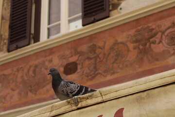 City pigeon sitting on a roof with orange background 