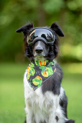 Beautiful Border Collie Dog Wearing Goggles and Colorful Bandana in Park &mdash; Close-up Pet Portrait in High Quality