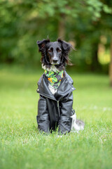 Beautiful Border Collie Dog in Leather Jacket on Grass — Close-up Pet Portrait in High Quality