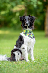 Beautiful Border Collie Dog Sitting on Grass Wearing Colorful Bandana — Close-up Pet Portrait in High Quality