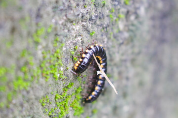 Crow Caterpillar 1