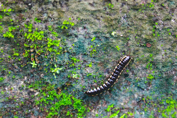 Crow Caterpillar 4