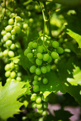 Lush green grape clusters hang heavy on a vibrant vine, bathed in sunlight