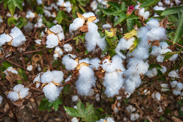 A beautiful view of a cotton plant ready for picking