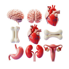 Human anatomy organs illustration including brain heart bones kidneys stomach and uterus for education use