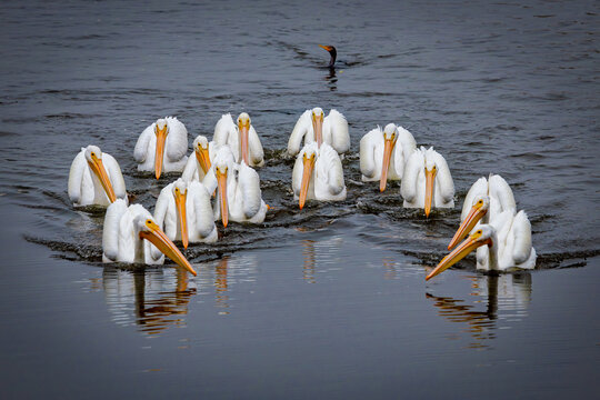 White Pelicans with Cormorant in Background