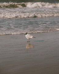seagull stands on the shore. The sky is clear and the water is calm. the beauty of wildlife, sandy beach and birds. a walk by the sea. romantic mood, freedom and privacy. meditation.