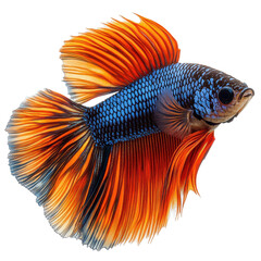 Fototapeta premium Betta isolated on transparent background.