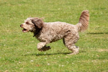 Curly-haired dog running energetically on grass. Medium-sized with a beige coat, ears and tail flowing back from the movement. Lush green lawn as background. It's mixed breed dog.