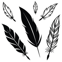 Obraz premium elegant feather collection