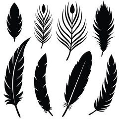 Obraz premium elegant feather collection