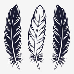 Obraz premium elegant feather collection
