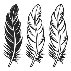 Obraz premium elegant feather collection