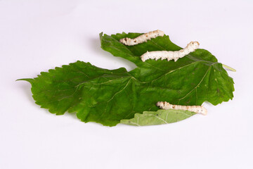 Close-up image of a white silkworm feeding on a fresh green mulberry leaf, isolated on a clean white background