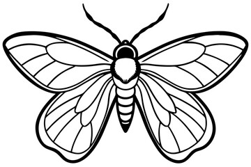 Opal Moth Line Drawing Illustration