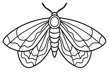 Opal Moth Line Drawing Illustration