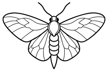 Opal Moth Line Drawing Illustration