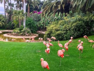 pink flamingo in the park