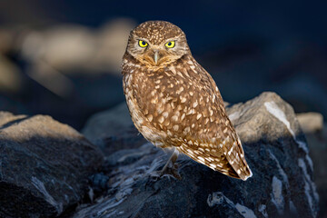 Burrowing Owl