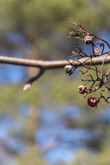 Blüten von einem baum 