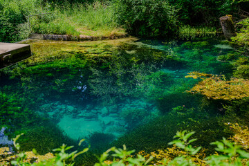 Fototapeta premium Crystal clear spring water surrounded by lush greenery in a serene natural setting