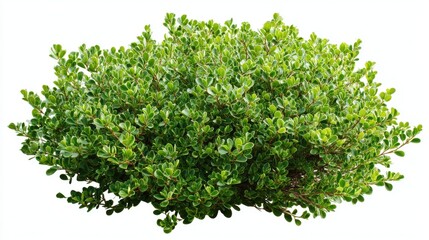 Fototapeta premium Green bush isolated on white background